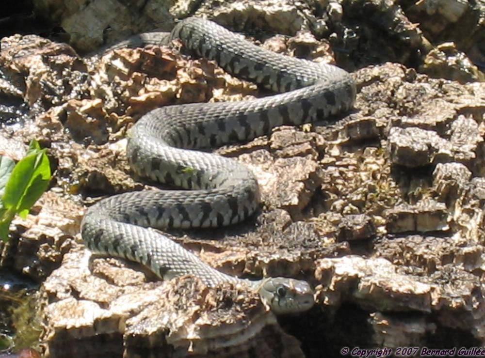 la couleuvre en avril