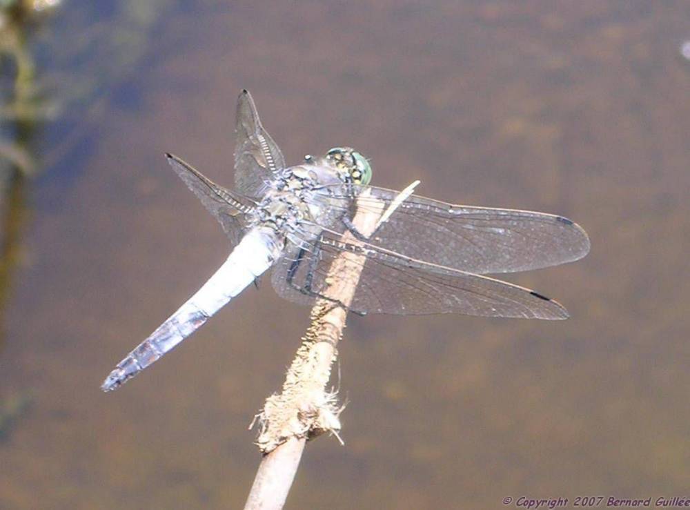 libellule_bleu2.jpg