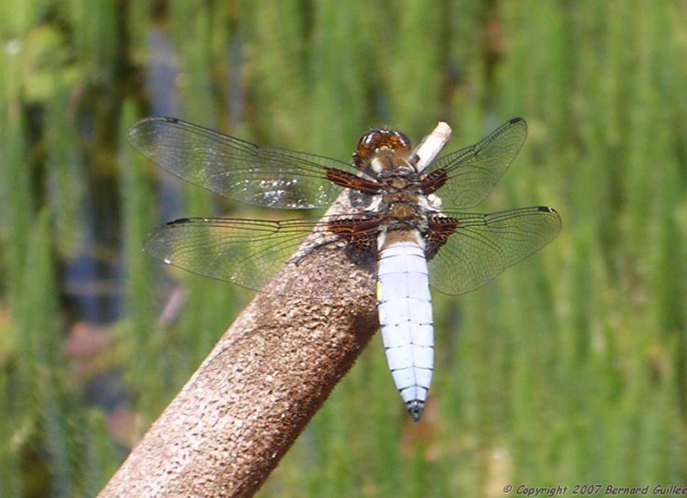 libellule_bleue.jpg