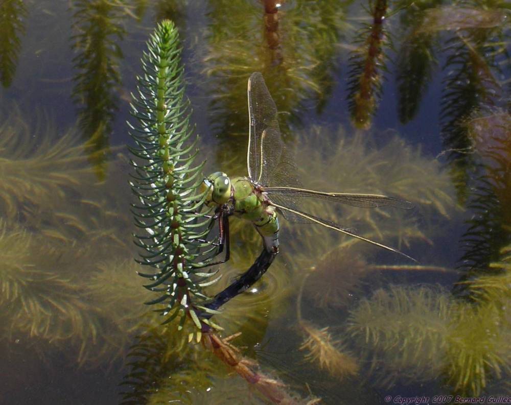 libellule_pondant.jpg