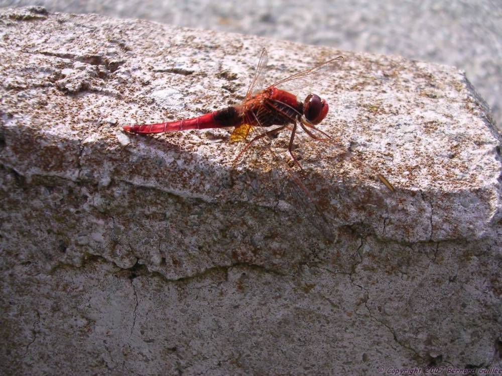libellule_rouge.jpg