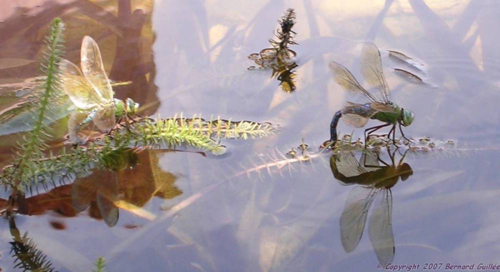 libellulles_duodor.jpg