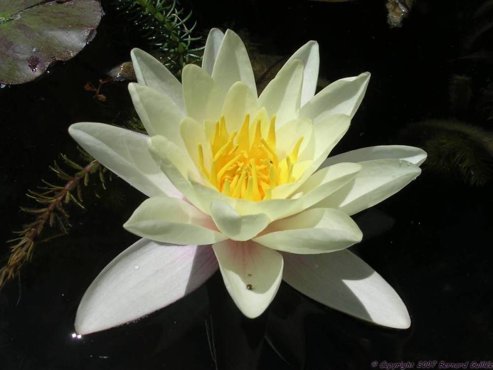 nenuphar_blanc3.jpg