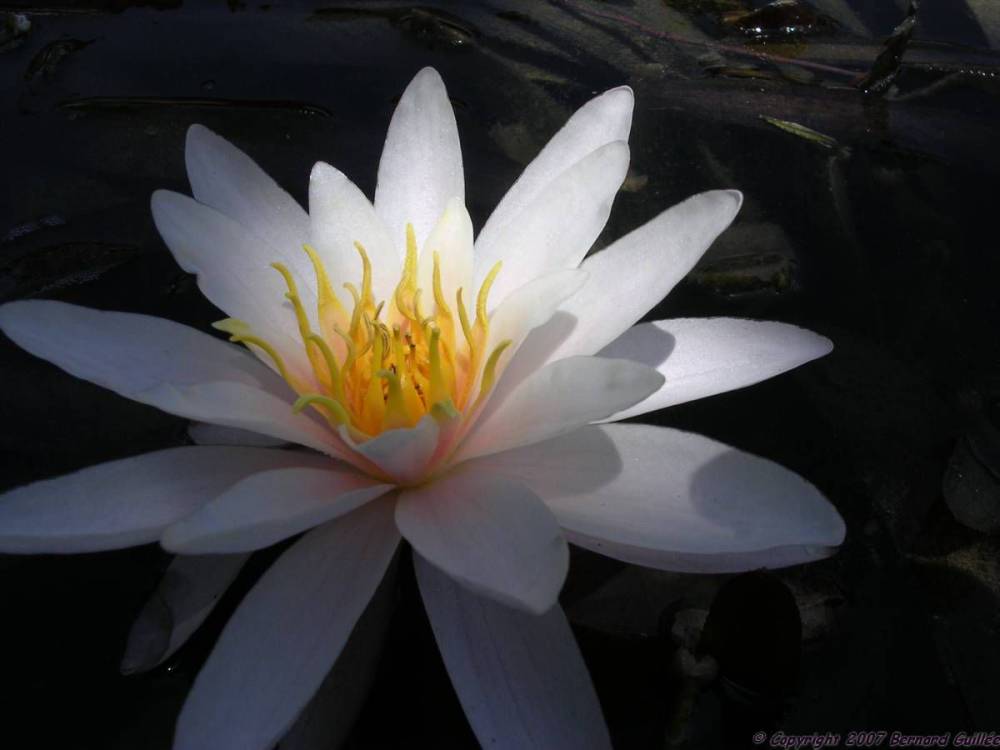 nenuphar_blanc4.jpg