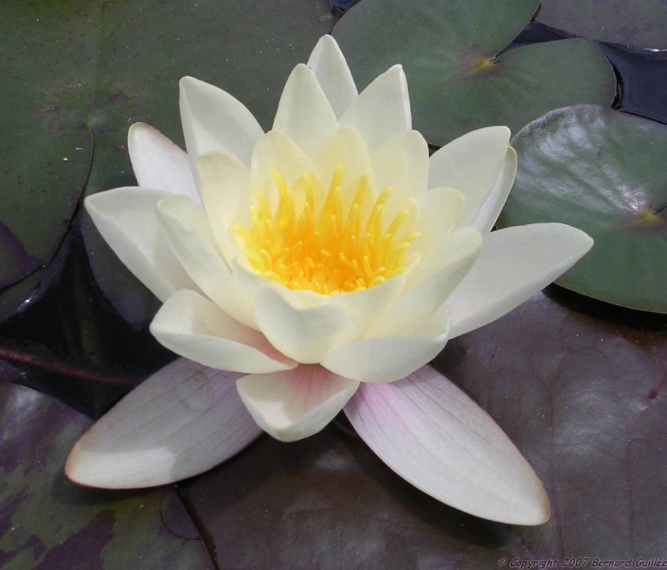 nenuphar_blanc5.jpg