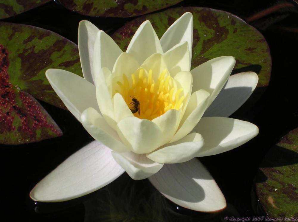 nenuphar_blanc_butine.jpg