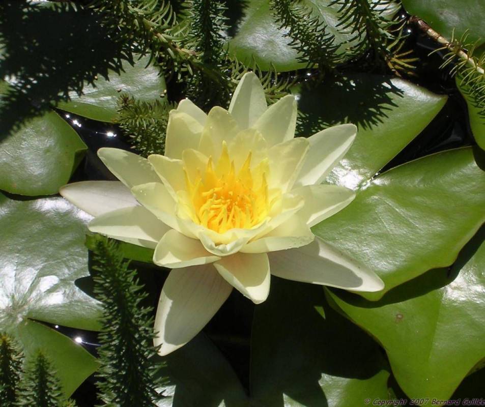 nenuphar_creme.jpg