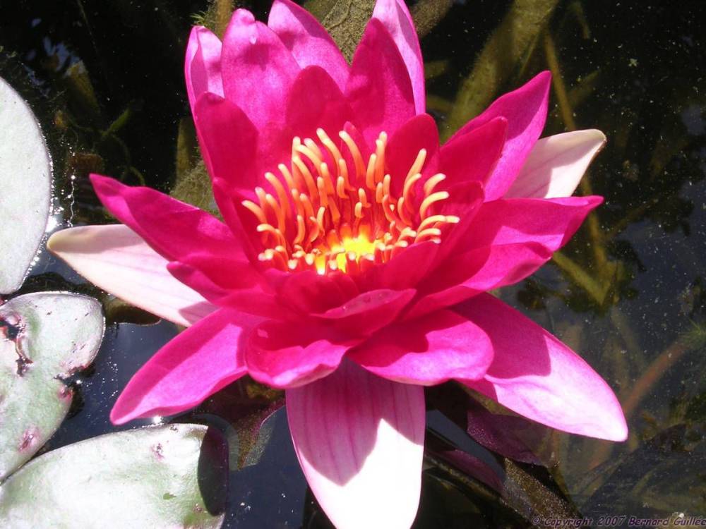 nenuphar_rouge.jpg