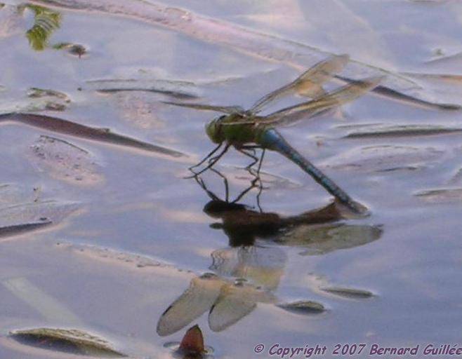 reflet_libellule.jpg