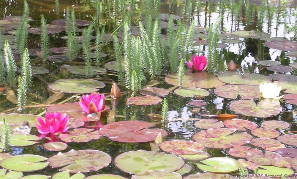 vue_nenuph.jpg