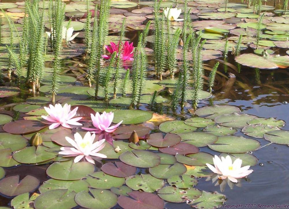 vue_nenuph2.jpg