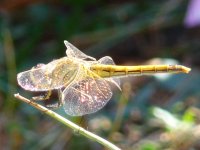 Galerie Aquatica de Nareva