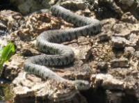 6 mois plus tard, une autre couleuvre ... !