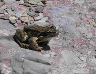 grenouille_lacblanc.jpg