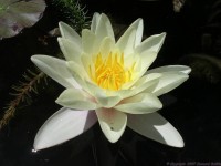 nenuphar_blanc3.jpg