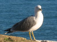 Galerie Beauts animales