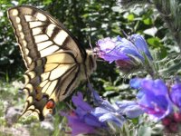 accs aux 133 photos de Papillons du site Nareva Nature (2005-2006)