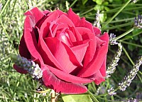 rose_nareva_61.jpg