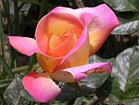 rose_nareva_71.jpg
