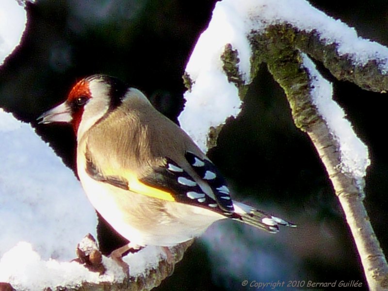 voir la galerie des OISEAUX de VENCE