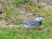 Bergeronnette grise (Motacilla alba) se nourrissant au sol