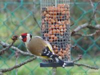 Chardonneret lgant se nourrissant d'arachides en fvrier