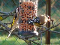 Couple de chardonnerets en nourrissage cet hiver