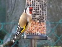 Chardonneret se nourrissant de graines de tournesol (80kg cet hiver pour lui et ses collgues ails... !)