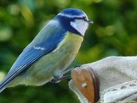 Msange bleue sur son pannier de graines de tournesol prfr (janvier)