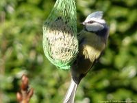 Jeune msange bleue picorant une boule de graisse