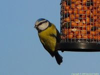 msange bleue suspendue  sa mangeoire d'arachides (fvrier)