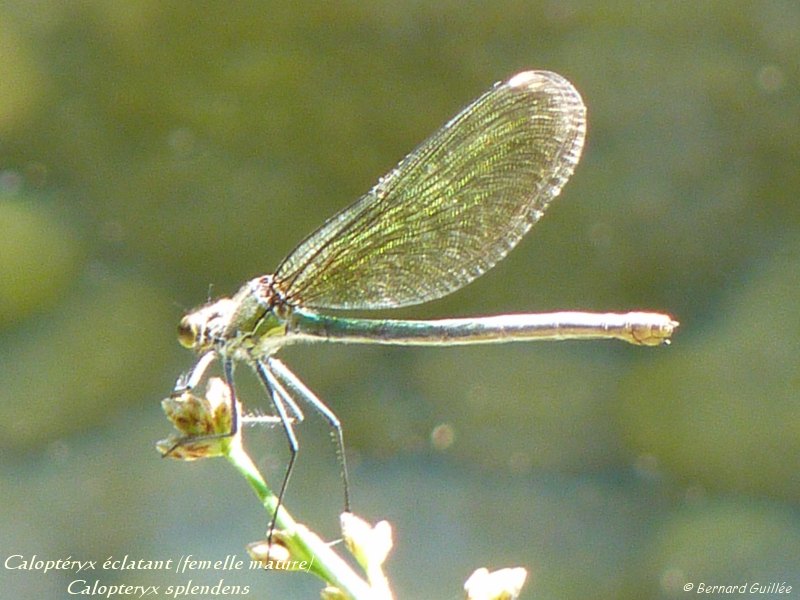 lien vers page tlchargement du site