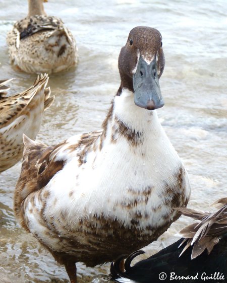 lien vers ma galerie photos sur FAUNE PACA