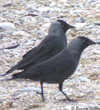 lien vers ma galerie photos sur FAUNE PACA