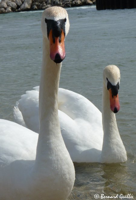 lien vers ma galerie photos sur FAUNE PACA