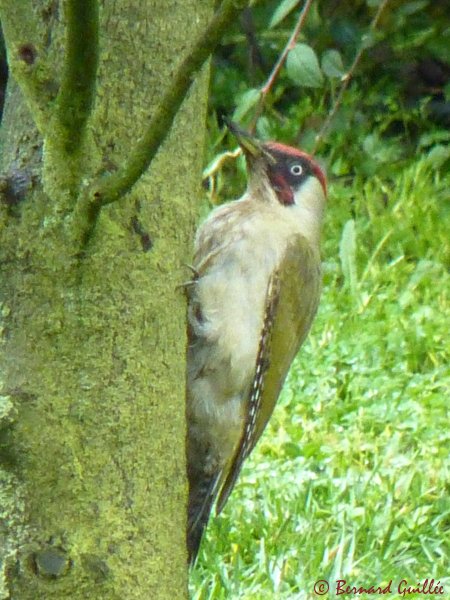 lien vers ma galerie photos sur FAUNE PACA