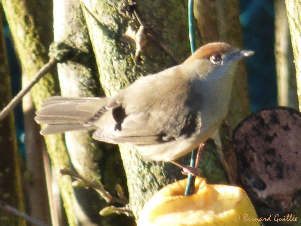 lien vers ma galerie photo sur le site faune-paca LPO