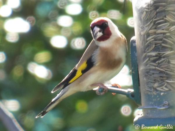 lien vers ma galerie photo sur le site faune-paca LPO