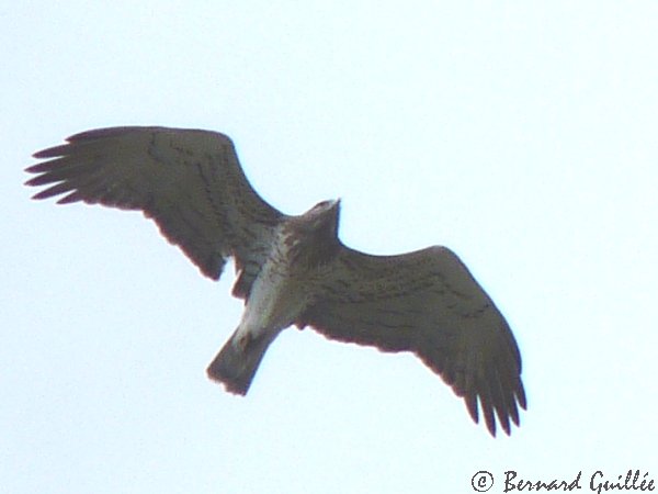 lien vers FAUNE PACA