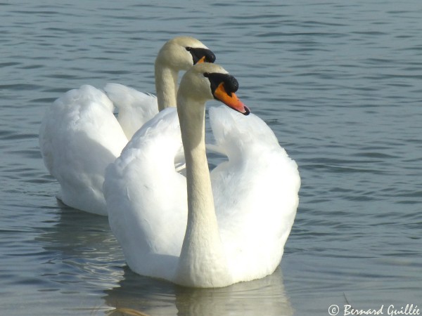 lien vers ma galerie photo sur le site faune-paca LPO