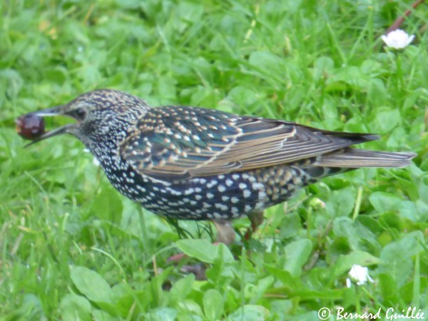 lien vers la page OISEAUX du site NAREVA.INFO