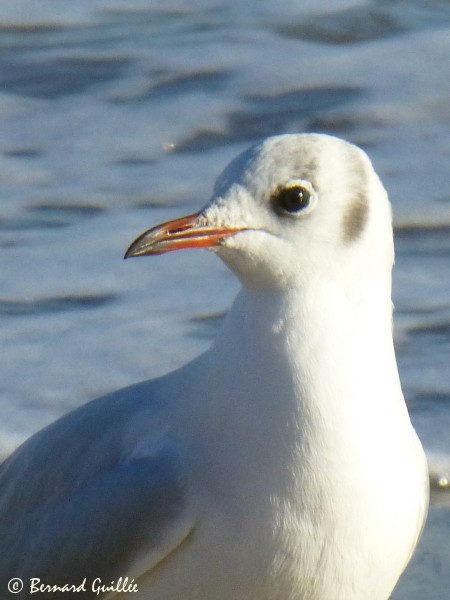 lien vers la galerie photos OISEAUX du site faune-paca.org