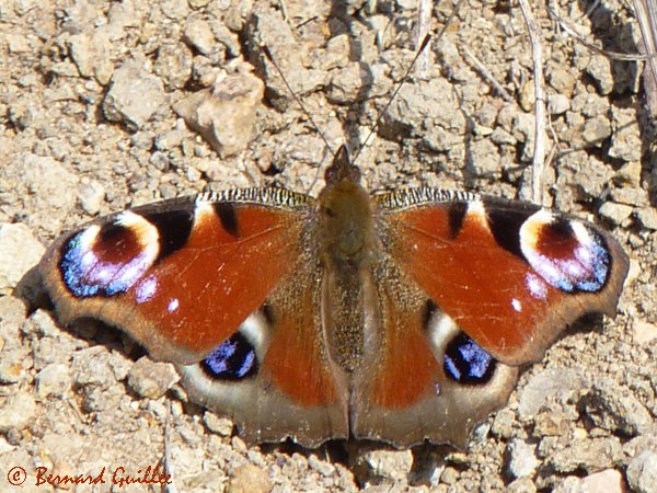 lien vers ma galerie photos sur FAUNE PACA