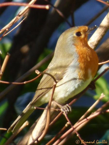 lien vers ma galerie photo sur le site faune-paca LPO