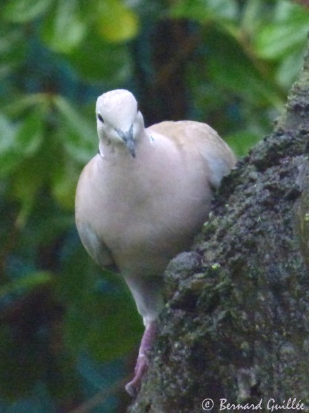 lien vers le site faune-paca.org de la LPO