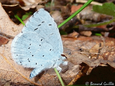 Accs  la page 'Papillons de Vence 2013'