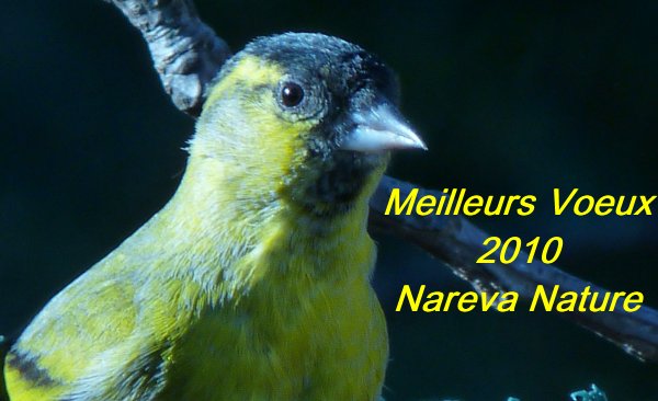 vers les oiseaux de Nareva